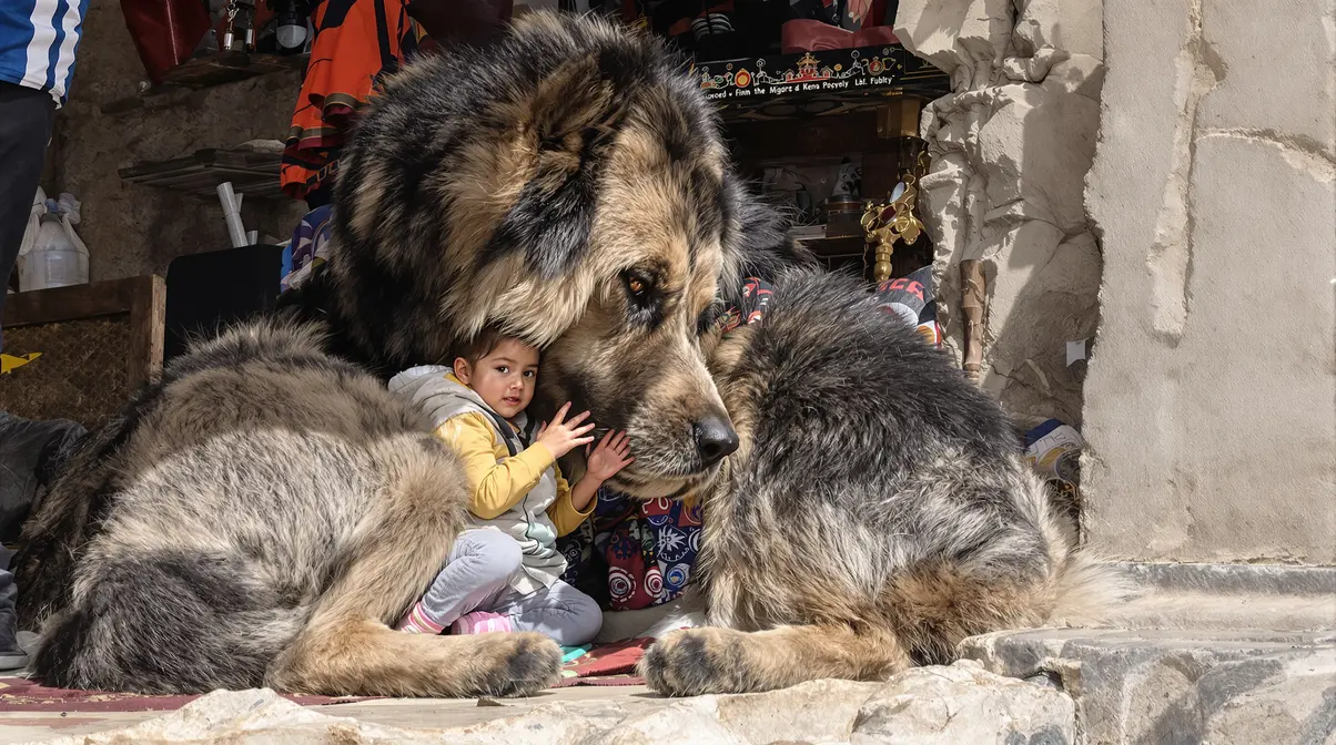 Salon de l'Agriculture : ce Dogue du Tibet mayennais, déjà « champion de France », vise le Concours général Salon de l'Agriculture : ce Dogue du Tibet mayennais, déjà « champion de France », vise le Concours général