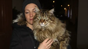 Vols de chats en hausse : dans ces 3 régions françaises, votre animal est désormais en première ligne